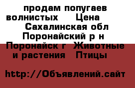 продам попугаев волнистых.  › Цена ­ 1 500 - Сахалинская обл., Поронайский р-н, Поронайск г. Животные и растения » Птицы   